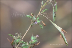 Staurogyne glauca